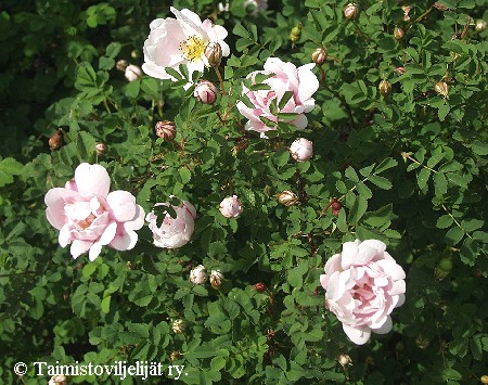 Rosa Pimpinellifolia-Ryhm 'Papula'